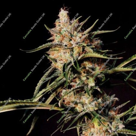 New Jack City Regular Marijuana Strain by Dampkring Genetics For Sale Online at Cannabis Seeds Outlet