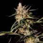 New Jack City Regular Marijuana Strain by Dampkring Genetics For Sale Online at Cannabis Seeds Outlet