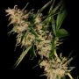 Dampkring Genetics New Jack City Smoke Buds Weed Ganja Skunk Dope Pot Images Pics Nuggets