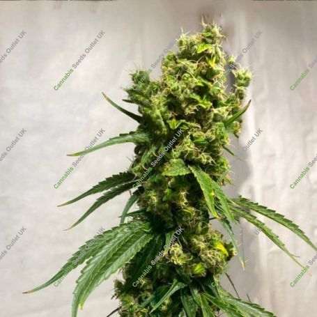 Isaac Haze Regular Marijuana Strain by Dampkring Genetics For Sale Online at Cannabis Seeds Outlet