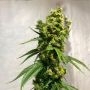 Isaac Haze Regular Marijuana Strain by Dampkring Genetics For Sale Online at Cannabis Seeds Outlet