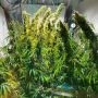Dampkring Genetics Isaac Haze Smoke Buds Weed Ganja Skunk Dope Pot Images Pics Nuggets