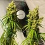 Isaac Haze Regular by Dampkring Genetics THC Content Potency Strength CBD Height Yield Flowering Time Indica Sativa Genetics