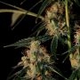 Dampkring Genetics Electric Avenue Smoke Buds Weed Ganja Skunk Dope Pot Images Pics Nuggets