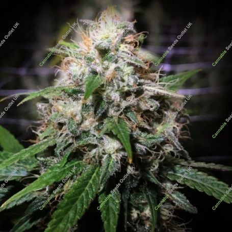 Electric Avenue Regular Marijuana Strain by Dampkring Genetics For Sale Online at Cannabis Seeds Outlet