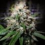 Electric Avenue Regular Marijuana Strain by Dampkring Genetics For Sale Online at Cannabis Seeds Outlet