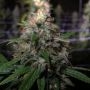 Electric Avenue Regular by Dampkring Genetics THC Content Potency Strength CBD Height Yield Flowering Time Indica Sativa Genetic