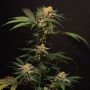 Dampkring Genetics Solero Smoke Buds Weed Ganja Skunk Dope Pot Images Pics Nuggets