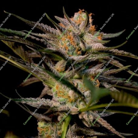 Solero Regular Marijuana Strain by Dampkring Genetics For Sale Online at Cannabis Seeds Outlet