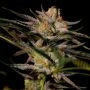 Solero Regular Marijuana Strain by Dampkring Genetics For Sale Online at Cannabis Seeds Outlet