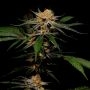 Solero Regular by Dampkring Genetics THC Content Potency Strength CBD Height Yield Flowering Time Indica Sativa Genetics