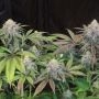 Dampkring Genetics Lemon Suit Larry Smoke Buds Weed Ganja Skunk Dope Pot Images Pics Nuggets