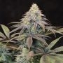 Lemon Suit Larry Regular Marijuana Strain by Dampkring Genetics For Sale Online at Cannabis Seeds Outlet