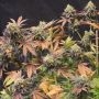 Lemon Suit Larry Regular by Dampkring Genetics THC Content Potency Strength CBD Height Yield Flowering Time Indica Sativa Geneti