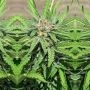 Pakalolo Seedbank Cannabis Strain Punani Regular Marijuana Seeds Original Collector Souvenir Authentic Packaging Packs
