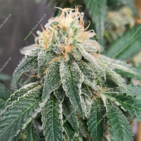 Widow Road Regular Marijuana Strain by Old School Genetics For Sale Online at Cannabis Seeds Outlet