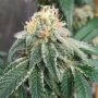 Widow Road Regular Marijuana Strain by Old School Genetics For Sale Online at Cannabis Seeds Outlet