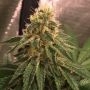 Old School Genetics Widow Road Smoke Buds Weed Ganja Skunk Dope Pot Images Pics Nuggets