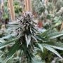 Old School Genetics Petrol Skunk Smoke Buds Weed Ganja Skunk Dope Pot Images Pics Nuggets