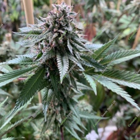 Petrol Skunk Regular Marijuana Strain by Old School Genetics For Sale Online at Cannabis Seeds Outlet