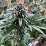 Petrol Skunk Regular Marijuana Strain by Old School Genetics For Sale Online at Cannabis Seeds Outlet