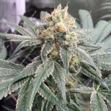 Honey Gas Regular Marijuana Strain by Old School Genetics For Sale Online at Cannabis Seeds Outlet