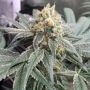 Honey Gas Regular Marijuana Strain by Old School Genetics For Sale Online at Cannabis Seeds Outlet