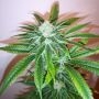 Old School Genetics Honey Gas Smoke Buds Weed Ganja Skunk Dope Pot Images Pics Nuggets