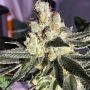 Blue Grape Fuel Regular Marijuana Strain by Old School Genetics For Sale Online at Cannabis Seeds Outlet
