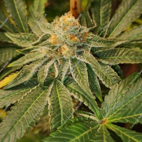 Blue D5 Regular Marijuana Strain by Old School Genetics For Sale Online at Cannabis Seeds Outlet