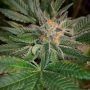 Old School Genetics Blue D5 Smoke Buds Weed Ganja Skunk Dope Pot Images Pics Nuggets
