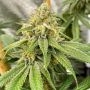 OS Glue Regular Marijuana Strain by Old School Genetics For Sale Online at Cannabis Seeds Outlet