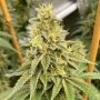 Old School Genetics OS Glue Smoke Buds Weed Ganja Skunk Dope Pot Images Pics Nuggets