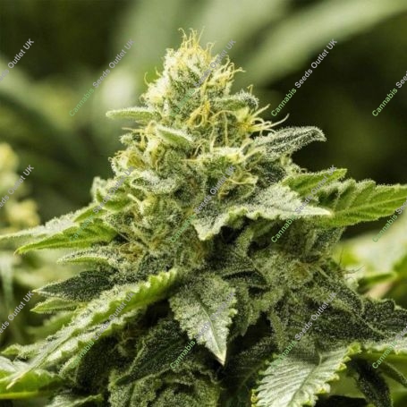 Viper Haze Feminied Marijuana Strain by Moxie Seeds For Sale Online at Cannabis Seeds Outlet