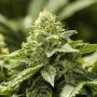 Viper Haze Feminied Marijuana Strain by Moxie Seeds For Sale Online at Cannabis Seeds Outlet