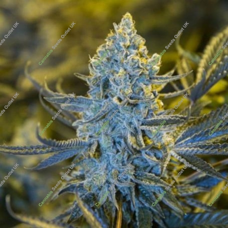 Lemon O.G. Feminized Marijuana Strain by Moxie Seeds For Sale Online at Cannabis Seeds Outlet