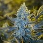 Lemon O.G. Feminized Marijuana Strain by Moxie Seeds For Sale Online at Cannabis Seeds Outlet