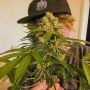 Moxie Seeds Lemon O.G. Smoke Buds Weed Ganja Skunk Dope Pot Images Pics Nuggets