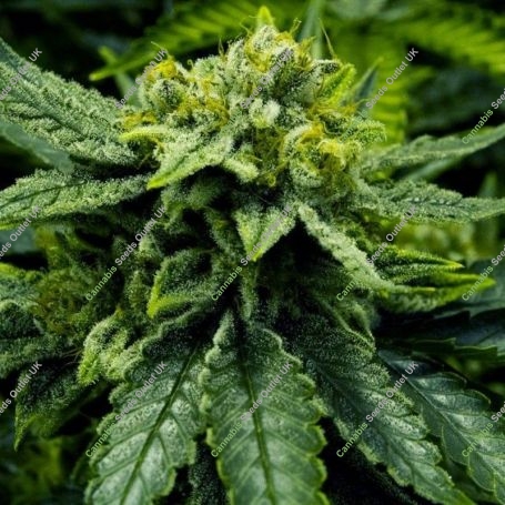 Lemonade Haze Feminized Marijuana Strain by Moxie Seeds For Sale Online at Cannabis Seeds Outlet