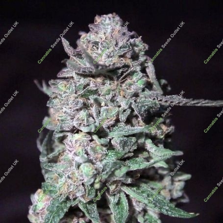 Snake Venom Feminized Marijuana Strain by Moxie Seeds For Sale Online at Cannabis Seeds Outlet