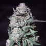 Snake Venom Feminized Marijuana Strain by Moxie Seeds For Sale Online at Cannabis Seeds Outlet