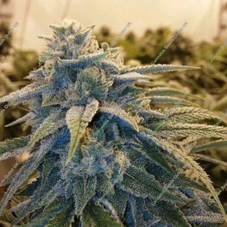 Alpine OG Feminized Marijuana Strain by Moxie Seeds For Sale Online at Cannabis Seeds Outlet