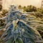 Alpine OG Feminized Marijuana Strain by Moxie Seeds For Sale Online at Cannabis Seeds Outlet