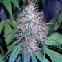 Moxie Seeds Grape Kush Smoke Buds Weed Ganja Skunk Dope Pot Images Pics Nuggets