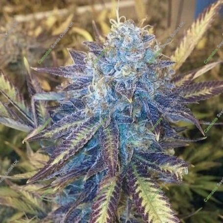 Grape Kush Feminized Marijuana Strain by Moxie Seeds For Sale Online at Cannabis Seeds Outlet