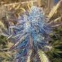 Grape Kush Feminized Marijuana Strain by Moxie Seeds For Sale Online at Cannabis Seeds Outlet
