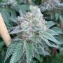 Muddy Waters Gas Line Regular Marijuana Strain by Mosca Seeds For Sale Online at Cannabis Seeds Outlet
