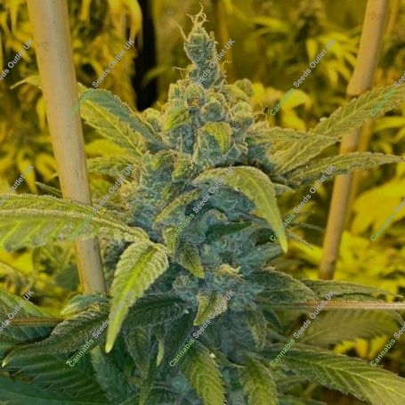 Alien Widow Regular Marijuana Strain by Mosca Seeds For Sale Online at Cannabis Seeds Outlet