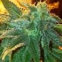 Mosca Seeds Alien Widow Smoke Buds Weed Ganja Skunk Dope Pot Images Pics Nuggets