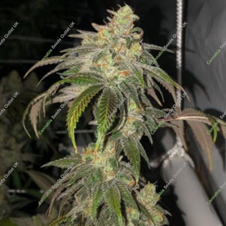Sour Garlic Bud Regular Marijuana Strain by Mosca Seeds For Sale Online at Cannabis Seeds Outlet